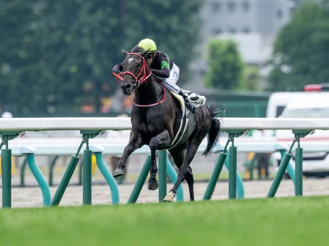 【京都新聞杯予想】ダービーへの東上最終便 末脚確かな馬を狙うのがベター