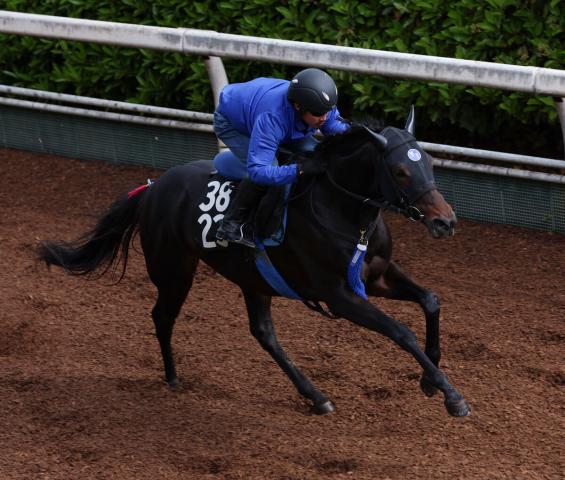 【京都新聞杯】2戦2勝のエムズは5枠5番　武豊騎手騎乗のトッピボーンは8枠9番　