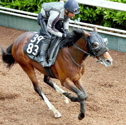 【京都新聞杯】武豊騎手とコンビを組むトッピボーンはCWコースで軽快　笹田調教師「使った上積みはある」