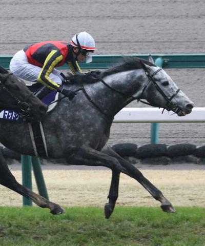 24年高松宮記念覇者マッドクールが安田記念参戦　新馬3着以来2度目のマイル起用