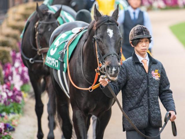 【新潟大賞典】セレクト5.1億円のショウナンアデイブ 史上最高額のJRA重賞勝ち馬となるか