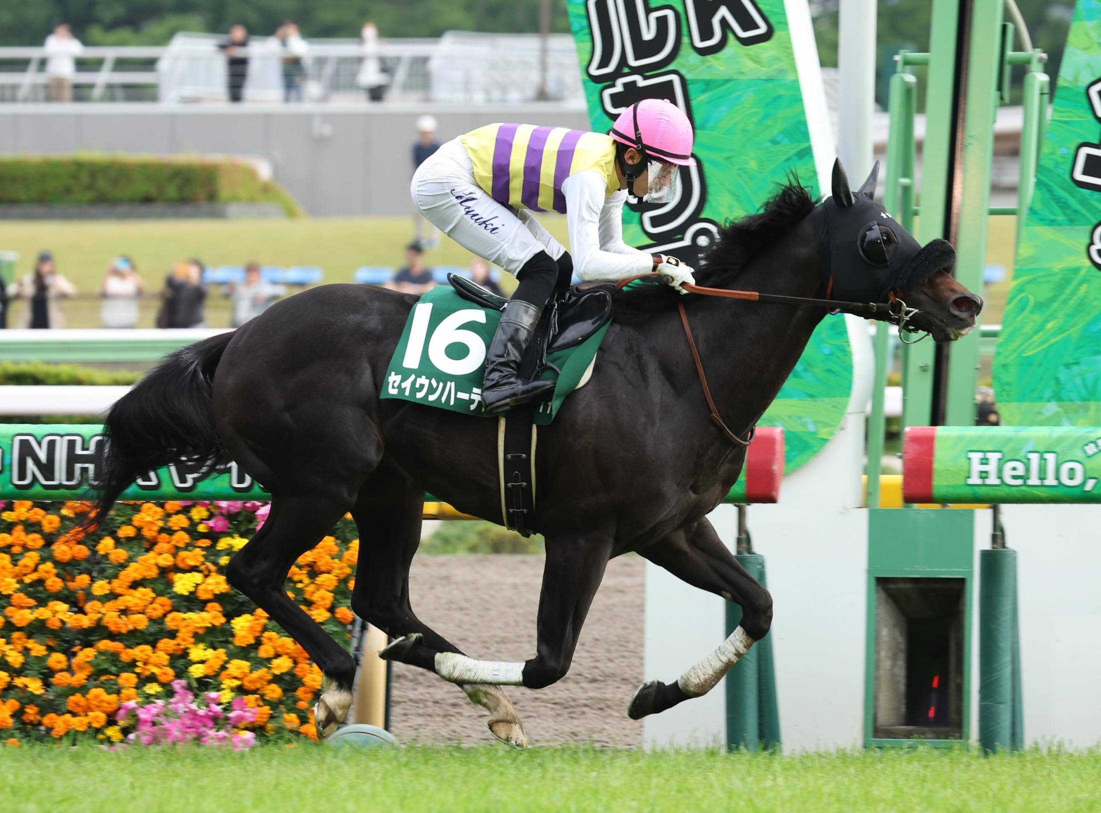 【エプソムＣ】６番人気セイウンハーデスが復活示す１年１０カ月ぶりの重賞２勝目　幸「思っていた以上に強かったですね」