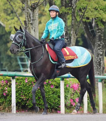 【ヴィクトリアM・イシゴーの特注馬】アスコリピチェーノG1・2勝目へ高速決着にも対応可能