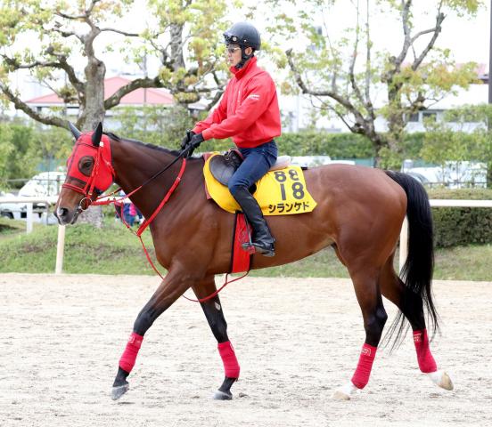 【ヴィクトリアM・理貴の特注馬】底を見せないシランケドが不気味　脚質問わず末脚安定で東京マイルも対応可能