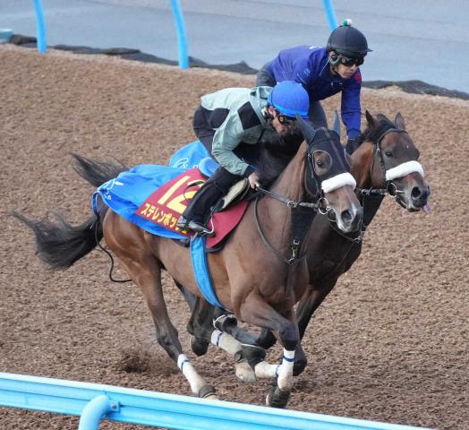 【ヴィクトリアM】ステレンボッシュ　牝馬同士なら力は上位　国枝師「期待しています」