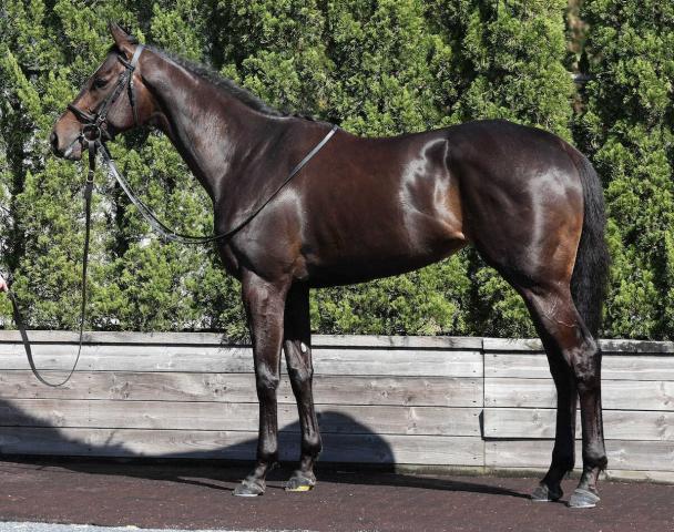 【ヴィクトリアM】クイーンズウォーク90点　マイル仕様の筋肉　半兄グレナディア級の成長力