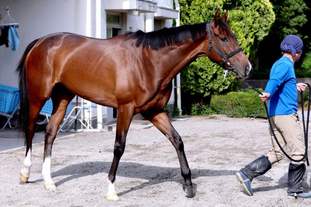 【ヴィクトリアM】24年桜花賞馬が4戦4連対のマイル戦で復権目指す　1週前追い切りではシャープな動き
