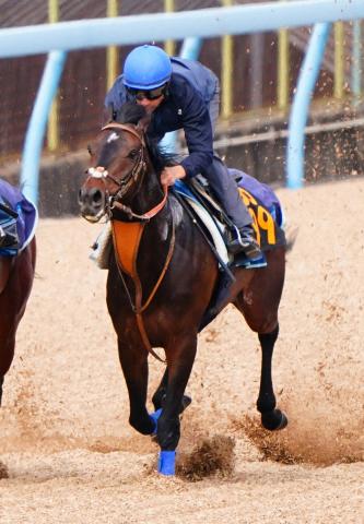 青葉賞2着ファイアンクランツ　佐々木との再コンビで日本ダービー参戦