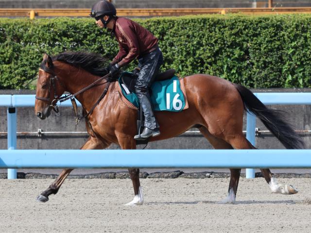 ネネキリマルなど、先週のゲート試験/栗東トレセンニュース
