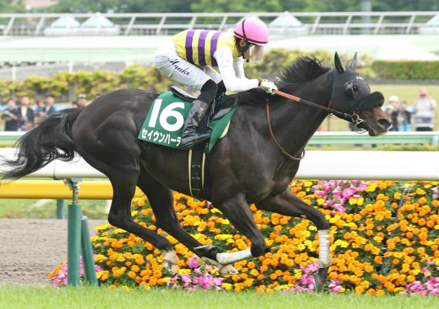 【注目馬動向】セイウンハーデスは天皇賞・秋に直行予定　エプソムCを稍重でコースレコードV