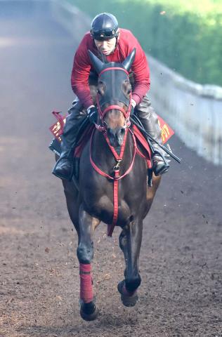 【ヴィクトリアM】マサノカナリアは重賞初挑戦がG1　藤野調教師「(距離を)延ばすぶんには問題ない」