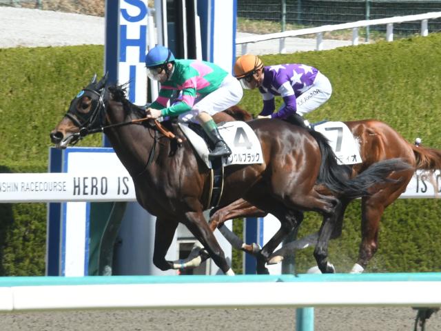 【京都HJ予想オッズ】アンクルブラックが予想1番人気