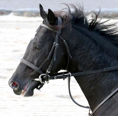 21年のホープフルS優勝馬キラーアビリティが引退　インドで種牡馬入りへ
