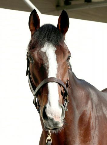 【注目馬動向】昨年のBCターフ2着馬ローシャムパークは宝塚記念でG1初制覇を狙う