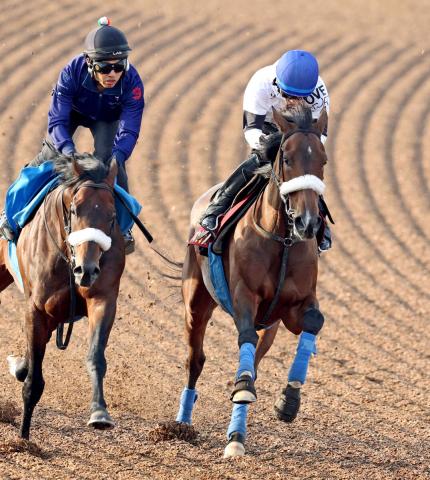 【ヴィクトリアM】ステレンボッシュは実戦を想定し追走併入　戸崎圭太騎手「フットワークが良くなっている」