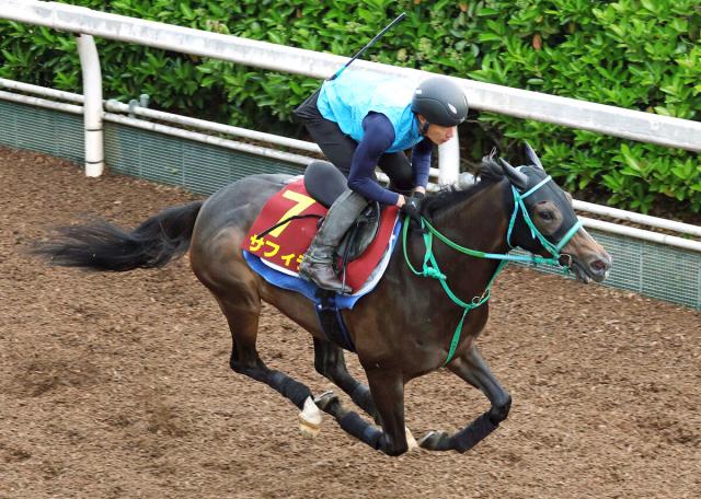 【ヴィクトリアM】阪神牝馬Sを格上挑戦Vのサフィラは坂路で鋭い伸び　池添調教師「相手は強くなるが通用する」