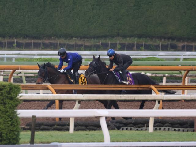 クロワデュノール、日本ダービー2週前追い切り速報/栗東トレセンニュース