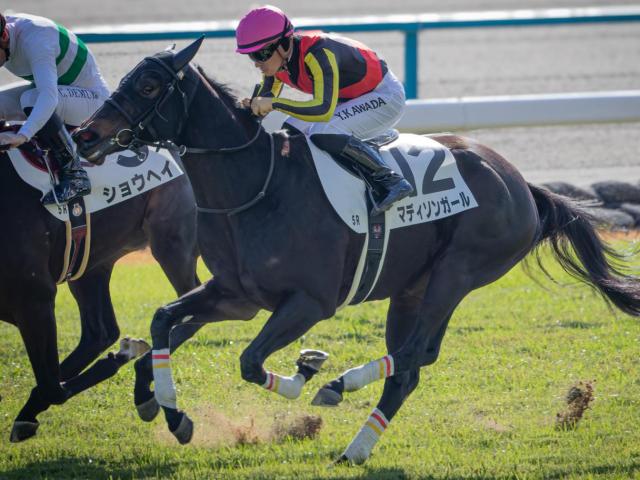 半姉は三冠牝馬のリバティアイランド マディソンガールが自己条件で必勝期す