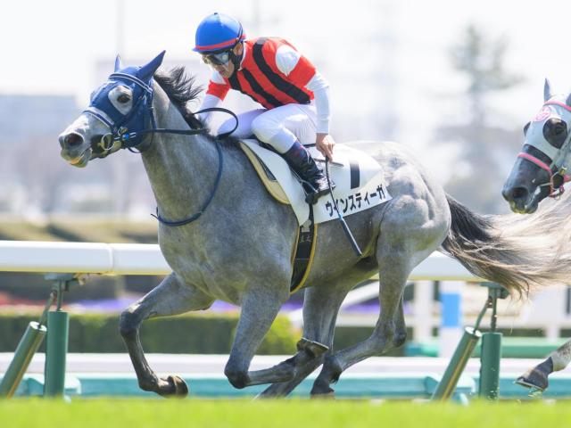 半姉は香港ヴァーズ覇者のウインマリリン ウインスティーガが連勝なるか