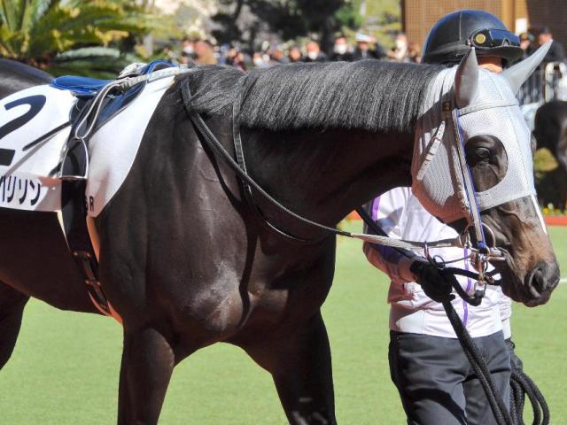 半兄に天皇賞(春)覇者とJpnI・4勝馬 メイショウハリソンが初勝利なるか