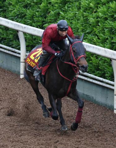 【ヴィクトリアM】マサノカナリア　G前肩ムチで気合注入　藤野師「態勢は整っている」