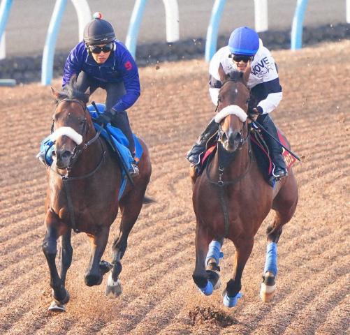 【ヴィクトリアM】ステレンボッシュがマイル仕上げ!牝馬の国枝流実戦リハ