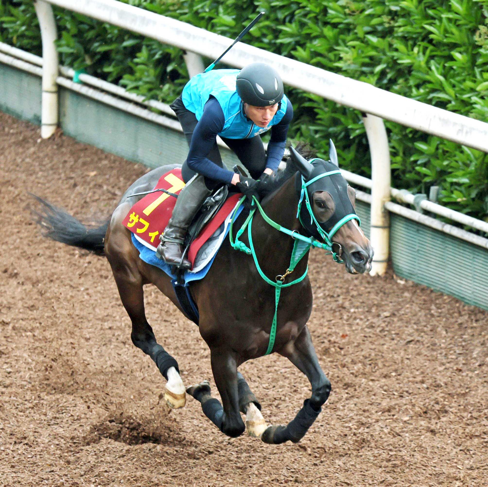 【ヴィクトリアＭ】サフィラ　好調キープ　輸送考慮し軽めに登坂　松山２週連続Ｇ１制覇へ「すごくいい感触」