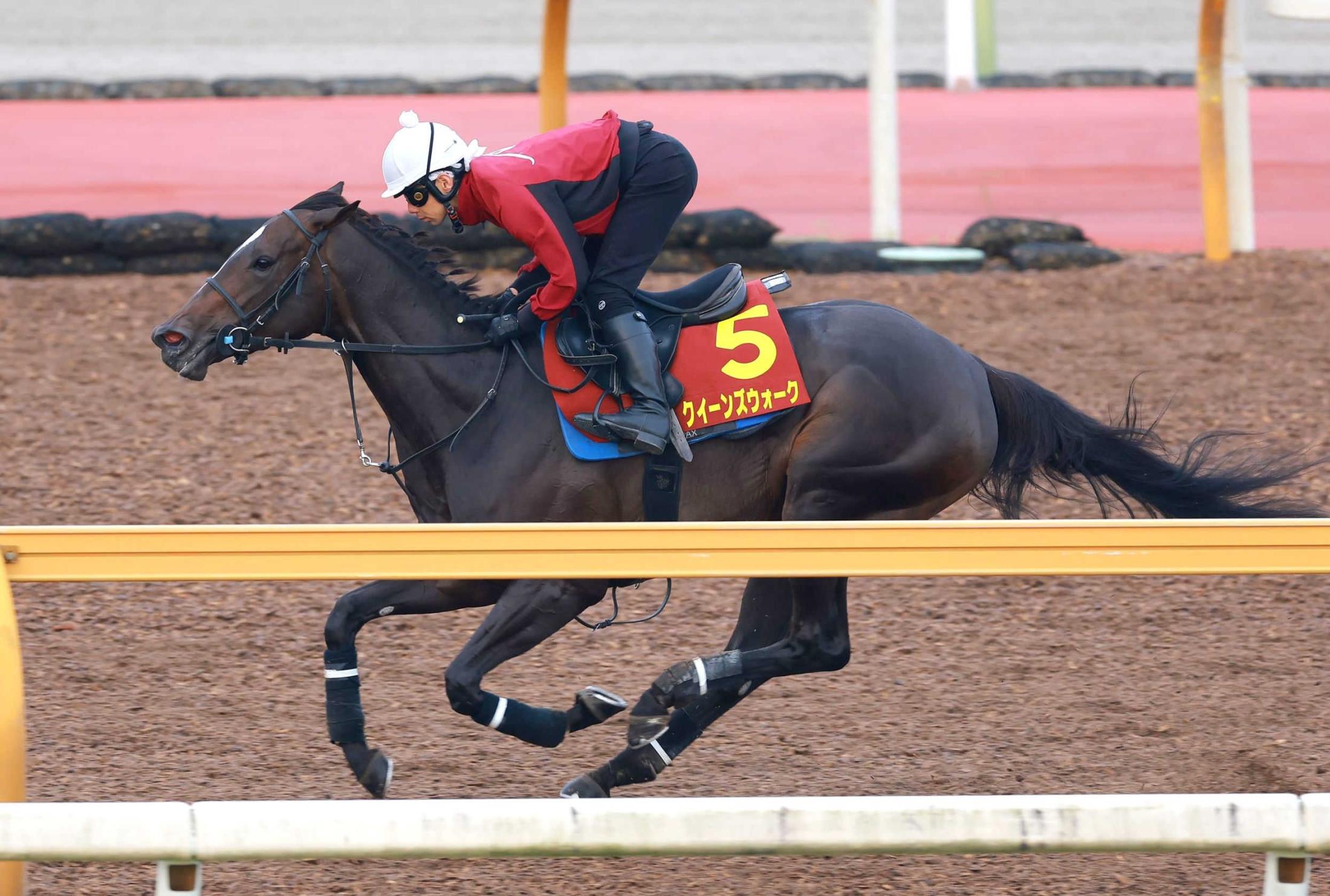 【ヴィクトリアＭ】クイーンズウォーク　馬体もフットワークも迫力満点　中内田師「動き非常に良い」