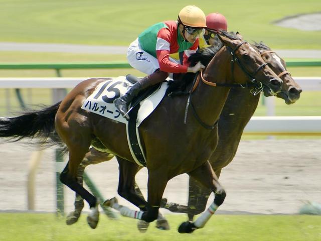 2着7回の実績馬ハルオーブ 再転入初戦で中央初Vなるか
