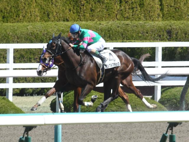 【京都HJ出走馬・騎手確定】アンクルブラック＆高田潤騎手、アサクサゲンキ＆小坂忠士騎手など10頭