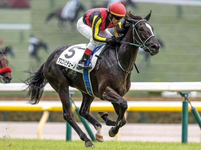 【ヴィクトリアM・調教後馬体重】アスコリピチェーノは484kg、ステレンボッシュは471kg