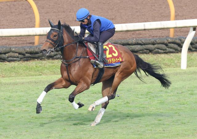 【ヴィクトリアマイル】雰囲気上々のワイドラトゥールは4枠7番　北村友一騎手「硬さもなくていい感じです」