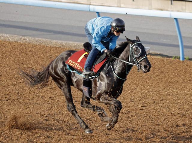 【ヴィクトリアM】アスコリピチェーノは馬券圏内なしの8枠17番　黒岩調教師「内枠の方が嫌だった」