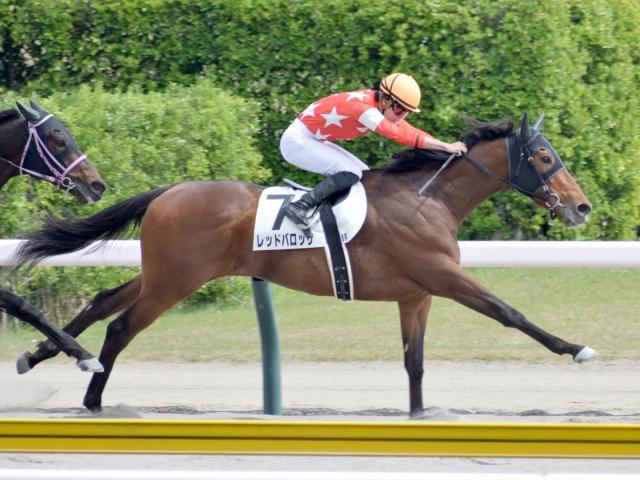 【京都HJ予想】名物「三段跳び」含む18回の障害越え 難コースを制すには先行力も欲しい