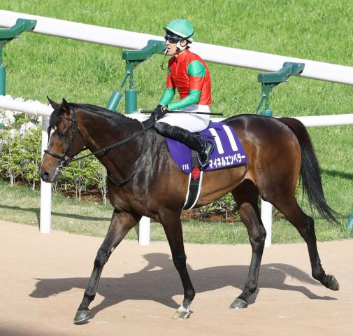 【注目馬動向】マイネルエンペラーに左第1指骨の剥離骨折が判明
