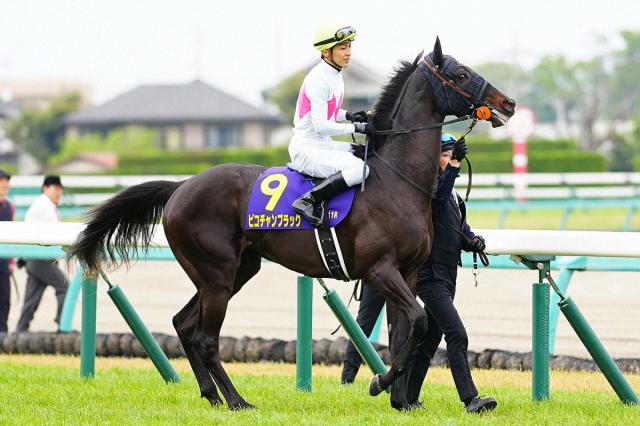 ピコチャンブラックがダービー回避　今春のG2スプリングS優勝馬