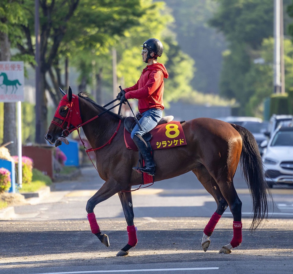 【ヴィクトリアＭ】シランケド４連勝でＧ１制覇だ　６枠１２番に牧浦師「いい所ですね。並び的にもちょうどいい」