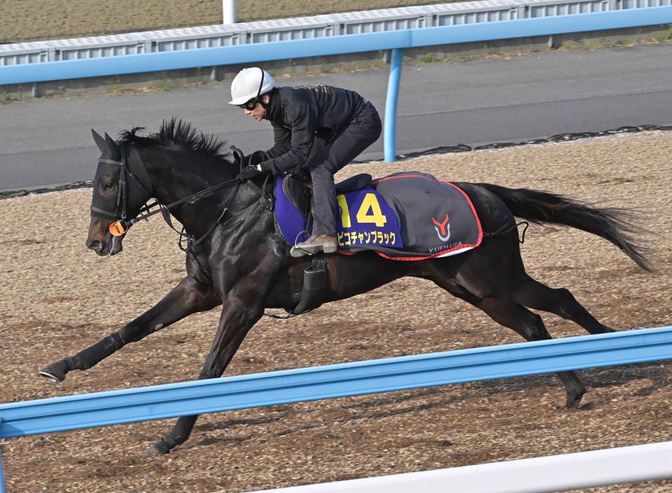ピコチャンブラックはダービー回避　上原佑師「１５日の追い切り後にわずかに歩様に硬さが出ました。大事を取って」