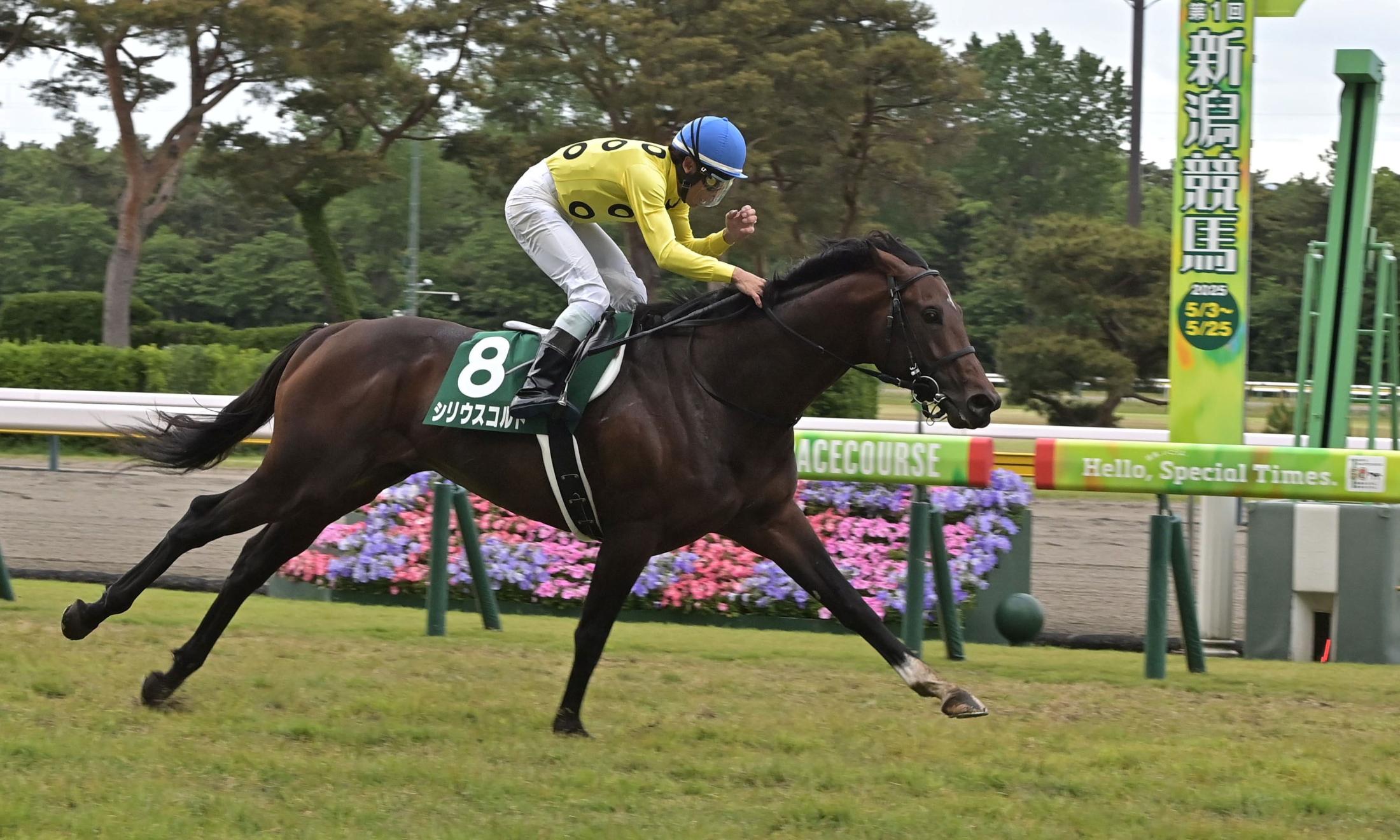 【新潟大賞典】８番人気シリウスコルトが重賞初制覇　田中勝師重賞初挑戦初Ｖの快挙　古川吉「先輩の馬で勝ててうれしい」