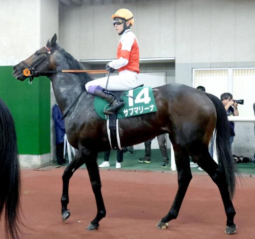 【新潟大賞典】サブマリーナは外から追い込んで2着　春の新潟初参戦の武豊騎手「若手にもまれました」