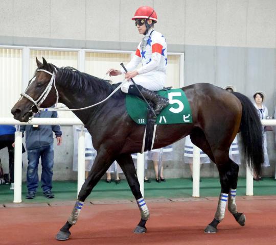 【新潟大賞典】10番人気のハピが久々の芝で3着　菱田裕二騎手「最後はいい脚を使ってくれました」