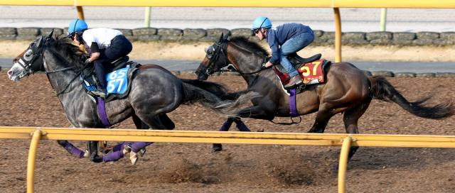 【オークス1週前】カムニャックは3頭併せで折り合いスムーズ　友道調教師「具合はいいんじゃないかな」