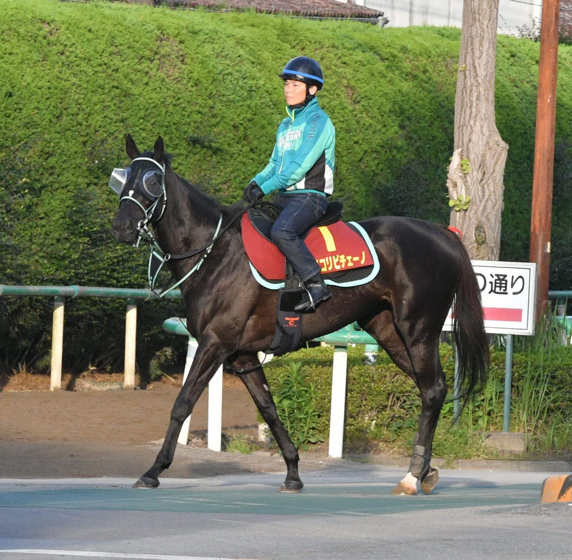 【ヴィクトリアＭ】アスコリピチェーノ　黒岩陽一調教師「心身のバランスも良好」