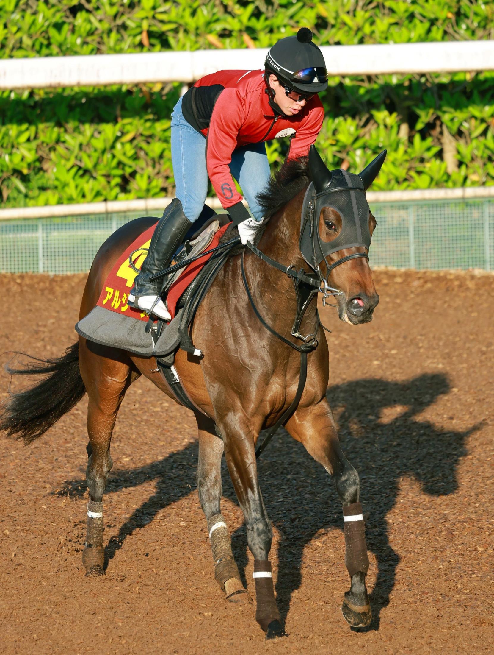 【ヴィクトリアＭ】アルジーヌ　レーンの手腕に期待　鈴木助手「全体的に馬がパンとしてきた」
