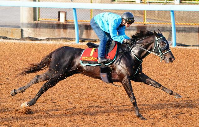 【ヴィクトリアマイル】アスコリピチェーノV!　春の古馬牝馬女王に