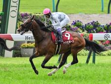京都新聞杯4着から出走目指すトッピボーン(ユーザー提供：きゃっぷさん)