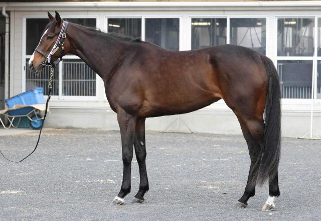 【オークス】リンクスティップ90点　骨格のつくりに余裕あり