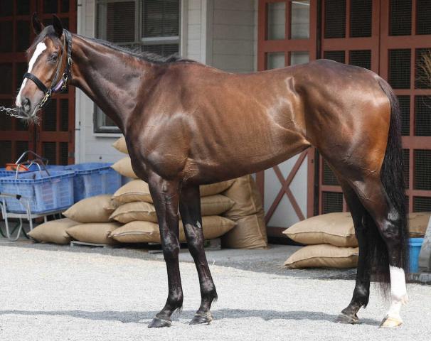 【オークス】カムニャック95点　完成度では最有力　大きくて高くそびえるキ甲