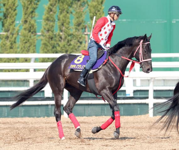 【注目馬動向】青森県産の星ハヤテノフクノスケは函館記念で重賞初制覇を狙う　