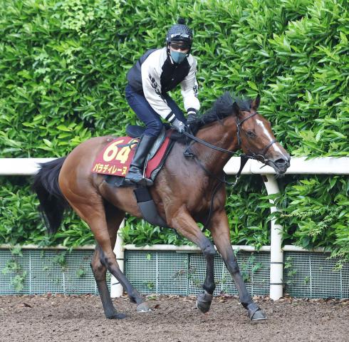 【オークス】外傷後でも体調上向きのパラディレーヌが怖い　陣営「今回の方が毛づやもいい」